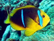 Polynesian Anemonefish - Amphiprion maohiensis