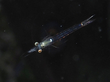 Mysids Shrimp - Mysidium spp.