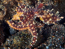 Mosaic Octopus - Abdopus abaculus