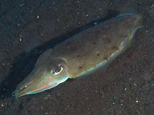 Pharaoh Cuttlefish - Acanthosepion pharaonis