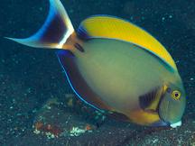 Roundspot Surgeonfish - Acanthurus bariene