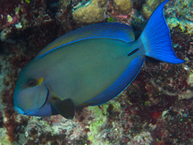 Ringtail Surgeonfish - Acanthurus blochii