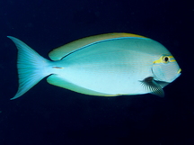 Elongate Surgeonfish - Acanthurus mata