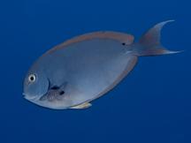 Whitetail Surgeonfish - Acanthurus thompsoni