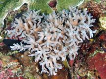 Acropora caroliniana - Acropora caroliniana