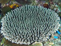 Acropora selago - Acropora selago