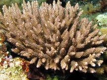 Acropora subulata - Acropora subulata