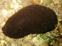 Hairy Blackfish Sea Cucumber - Actinopyga miliaris