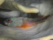 Papillate Clingfish - Acyrtus artius