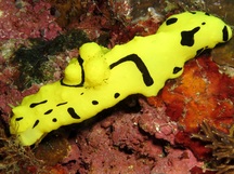 Banana Nudibranch - Aegires minor