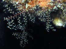 Algae Hydroid - Thyroscyphus ramosus