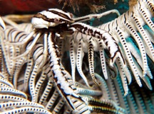 Elegant Crinoid Squat Lobster - Allogalathea elegans