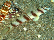 Slantbar Shrimpgoby - Amblyeleotris diagonalis