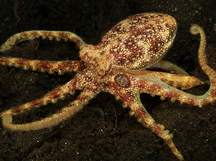 Poison Ocellate Octopus - Amphioctopus siamensis