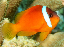 Fiji Anemonefish - Amphiprion barberi