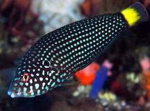 Whitespotted Wrasse - Anampses melanurus