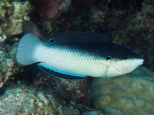 New Guinea Wrasse - Anampses neoguinaicus