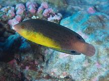 Yellowbreast Wrasse - Anampses twistii