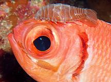 Blackbar Soldierfish Isopod - Anilocra myripristis