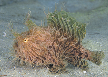 Splitlure Frogfish - Antennarius scaber