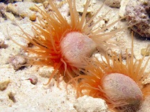 Antillean Fileclam - Limaria pellucida