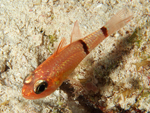 Barred Cardinalfish - Apogon binotatus