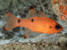 Twospot Cardinalfish - Apogon pseudomaculatus