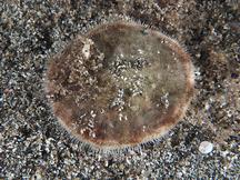 Cake Sand Dollar - Arachnoides placenta