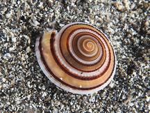 Modest Sundial - Architectonica modesta