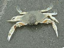 Speckled Swimming Crab - Arenaeus cribrarius