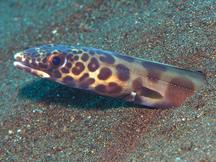 Barred Sand Conger - Ariosoma fasciatum