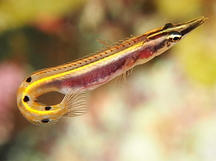 Arrow Blenny - Lucayablennius zingaro