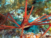 Yellowline Arrow Crab - Stenorhynchus seticornis