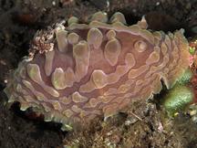 Lumpy Asteronotus - Asteronotus cespitosus