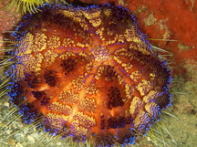 Variable Fire Urchin - Asthenosoma varium