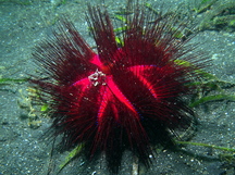 Radiant Sea Urchin - Astropyga radiata