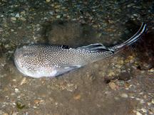 Northern Stargazer - Astroscopus guttatus