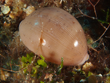 Atlantic Gray Cowry - Luria cinerea