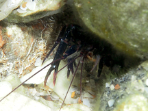 Serrated Lobster Shrimp - Axiopsis serratifrons