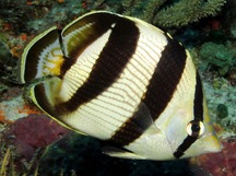 Banded Butterflyfish - Chaetodon striatus