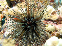 Banded Urchin - Echinothrix calamaris