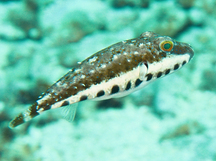 Bandtail Puffer - Sphoeroides spengleri