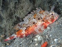 Barbfish - Scorpaena brasiliensis