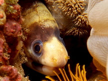 Barred Moray Eel - Echidna polyzona