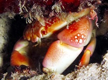 Batwing Coral Crab - Carpilius corallinus