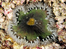 Beaded Anemone - Phymanthus crucifer