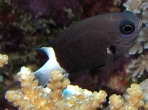 Bicolor Chromis - Chromis margaritifer