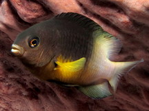 Bicolor Damselfish - Stegastes partitus