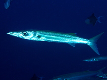 Bigeye Barracuda - Sphyraena forsteri