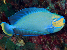 Bignose Unicornfish - Naso vlamingii